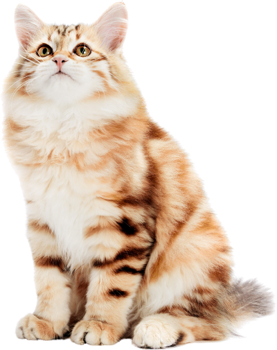 Soma Veteriner Kliniği - Kedi Görseli 1