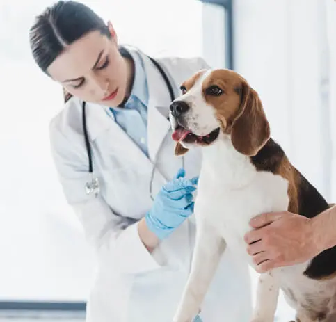 Soma Veteriner Kliniği - Veteriner Hekim