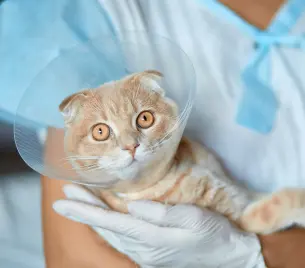 Soma Veteriner Kliniği - Kedi