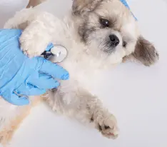 Soma Veteriner Kliniği - Köpek