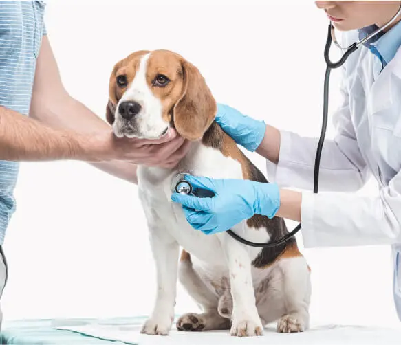 Soma Veteriner Kliniği - Pet Bakım Görseli